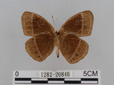 中文名:小蛇目蝶(眉眼蝶)(1282-20846)學名:Mycalesis francisca formosana Fruhstorfer, 1908(1282-20846)