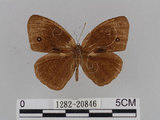 中文名:小蛇目蝶(眉眼蝶)(1282-20846)學名:Mycalesis francisca formosana Fruhstorfer, 1908(1282-20846)