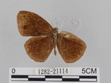 中文名:小蛇目蝶(眉眼蝶)(1282-21114)學名:Mycalesis francisca formosana Fruhstorfer, 1908(1282-21114)