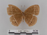 中文名:小蛇目蝶(眉眼蝶)(1282-20720)學名:Mycalesis francisca formosana Fruhstorfer, 1908(1282-20720)