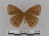 中文名:小蛇目蝶(眉眼蝶)(1282-21233)學名:Mycalesis francisca formosana Fruhstorfer, 1908(1282-21233)