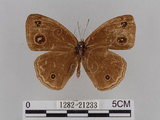 中文名:小蛇目蝶(眉眼蝶)(1282-21233)學名:Mycalesis francisca formosana Fruhstorfer, 1908(1282-21233)