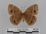 中文名:小蛇目蝶(眉眼蝶)(1282-20786)學名:Mycalesis francisca formosana Fruhstorfer, 1908(1282-20786)