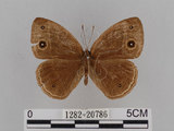 中文名:小蛇目蝶(眉眼蝶)(1282-20786)學名:Mycalesis francisca formosana Fruhstorfer, 1908(1282-20786)