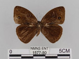 中文名:小蛇目蝶(眉眼蝶)(1577-80)學名:Mycalesis francisca formosana Fruhstorfer, 1908(1577-80)