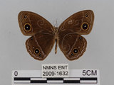 中文名:小蛇目蝶(眉眼蝶)(2909-1632)學名:Mycalesis francisca formosana Fruhstorfer, 1908(2909-1632)