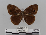 中文名:小蛇目蝶(眉眼蝶)(2909-1632)學名:Mycalesis francisca formosana Fruhstorfer, 1908(2909-1632)