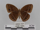 中文名:小蛇目蝶(眉眼蝶)(2909-1465)學名:Mycalesis francisca formosana Fruhstorfer, 1908(2909-1465)