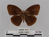 中文名:小蛇目蝶(眉眼蝶)(2909-1465)學名:Mycalesis francisca formosana Fruhstorfer, 1908(2909-1465)