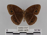 中文名:小蛇目蝶(眉眼蝶)(2909-1405)學名:Mycalesis francisca formosana Fruhstorfer, 1908(2909-1405)