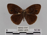 中文名:小蛇目蝶(眉眼蝶)(2909-1405)學名:Mycalesis francisca formosana Fruhstorfer, 1908(2909-1405)