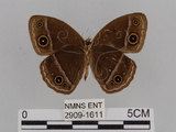 中文名:小蛇目蝶(眉眼蝶)(2909-1611)學名:Mycalesis francisca formosana Fruhstorfer, 1908(2909-1611)