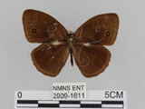 中文名:小蛇目蝶(眉眼蝶)(2909-1611)學名:Mycalesis francisca formosana Fruhstorfer, 1908(2909-1611)