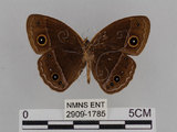 中文名:小蛇目蝶(眉眼蝶)(2909-1785)學名:Mycalesis francisca formosana Fruhstorfer, 1908(2909-1785)