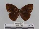 中文名:小蛇目蝶(眉眼蝶)(2909-1785)學名:Mycalesis francisca formosana Fruhstorfer, 1908(2909-1785)