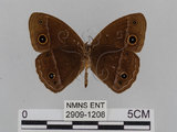 中文名:小蛇目蝶(眉眼蝶)(2909-1208)學名:Mycalesis francisca formosana Fruhstorfer, 1908(2909-1208)