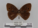 中文名:小蛇目蝶(眉眼蝶)(2909-1208)學名:Mycalesis francisca formosana Fruhstorfer, 1908(2909-1208)