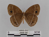 中文名:小蛇目蝶(眉眼蝶)(2909-387)學名:Mycalesis francisca formosana Fruhstorfer, 1908(2909-387)