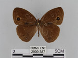 中文名:小蛇目蝶(眉眼蝶)(2909-387)學名:Mycalesis francisca formosana Fruhstorfer, 1908(2909-387)