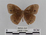 中文名:小蛇目蝶(眉眼蝶)(2909-1194)學名:Mycalesis francisca formosana Fruhstorfer, 1908(2909-1194)