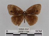 中文名:小蛇目蝶(眉眼蝶)(2909-1194)學名:Mycalesis francisca formosana Fruhstorfer, 1908(2909-1194)