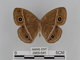 中文名:小蛇目蝶(眉眼蝶)(2909-645)學名:Mycalesis francisca formosana Fruhstorfer, 1908(2909-645)