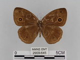 中文名:小蛇目蝶(眉眼蝶)(2909-645)學名:Mycalesis francisca formosana Fruhstorfer, 1908(2909-645)