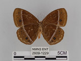 中文名:小蛇目蝶(眉眼蝶)(2909-1229)學名:Mycalesis francisca formosana Fruhstorfer, 1908(2909-1229)