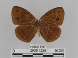 中文名:小蛇目蝶(眉眼蝶)(2909-1229)學名:Mycalesis francisca formosana Fruhstorfer, 1908(2909-1229)