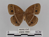 中文名:小蛇目蝶(眉眼蝶)(2909-1569)學名:Mycalesis francisca formosana Fruhstorfer, 1908(2909-1569)