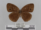 中文名:小蛇目蝶(眉眼蝶)(2909-1569)學名:Mycalesis francisca formosana Fruhstorfer, 1908(2909-1569)