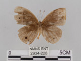 中文名:小蛇目蝶(眉眼蝶)(2934-228)學名:Mycalesis francisca formosana Fruhstorfer, 1908(2934-228)