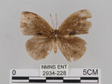 中文名:小蛇目蝶(眉眼蝶)(2934-228)學名:Mycalesis francisca formosana Fruhstorfer, 1908(2934-228)