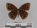 中文名:小蛇目蝶(眉眼蝶)(4909-9)學名:Mycalesis francisca formosana Fruhstorfer, 1908(4909-9)