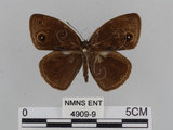 中文名:小蛇目蝶(眉眼蝶)(4909-9)學名:Mycalesis francisca formosana Fruhstorfer, 1908(4909-9)