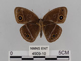 中文名:小蛇目蝶(眉眼蝶)(4909-10)學名:Mycalesis francisca formosana Fruhstorfer, 1908(4909-10)