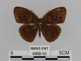 中文名:小蛇目蝶(眉眼蝶)(4909-10)學名:Mycalesis francisca formosana Fruhstorfer, 1908(4909-10)