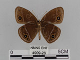 中文名:小蛇目蝶(眉眼蝶)(4909-26)學名:Mycalesis francisca formosana Fruhstorfer, 1908(4909-26)