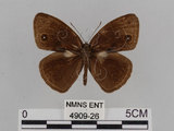 中文名:小蛇目蝶(眉眼蝶)(4909-26)學名:Mycalesis francisca formosana Fruhstorfer, 1908(4909-26)