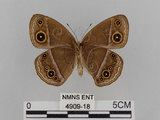 中文名:小蛇目蝶(眉眼蝶)(4909-18)學名:Mycalesis francisca formosana Fruhstorfer, 1908(4909-18)