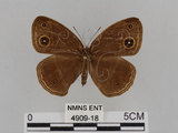 中文名:小蛇目蝶(眉眼蝶)(4909-18)學名:Mycalesis francisca formosana Fruhstorfer, 1908(4909-18)