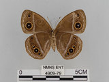 中文名:小蛇目蝶(眉眼蝶)(4909-79)學名:Mycalesis francisca formosana Fruhstorfer, 1908(4909-79)