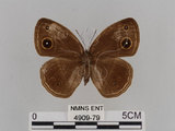 中文名:小蛇目蝶(眉眼蝶)(4909-79)學名:Mycalesis francisca formosana Fruhstorfer, 1908(4909-79)