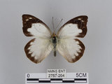 中文名:雲紋粉蝶(2757-264)學名:Appias indra aristoxemus Fruhstorfer, 1908(2757-264)中文別名:雲紋尖粉蝶