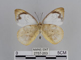 中文名:雲紋粉蝶(2757-263)學名:Appias indra aristoxemus Fruhstorfer, 1908(2757-263)中文別名:雲紋尖粉蝶