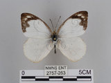 中文名:雲紋粉蝶(2757-263)學名:Appias indra aristoxemus Fruhstorfer, 1908(2757-263)中文別名:雲紋尖粉蝶