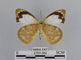 中文名:雲紋粉蝶(2757-362)學名:Appias indra aristoxemus Fruhstorfer, 1908(2757-362)中文別名:雲紋尖粉蝶