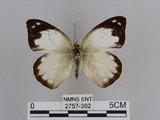 中文名:雲紋粉蝶(2757-362)學名:Appias indra aristoxemus Fruhstorfer, 1908(2757-362)中文別名:雲紋尖粉蝶