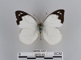 中文名:雲紋粉蝶(3872-43)學名:Appias indra aristoxemus Fruhstorfer, 1908(3872-43)中文別名:雲紋尖粉蝶
