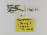 ǦW:Psallops leeae Lin, 2004(1720-71)